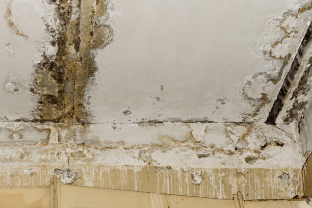Best Emergency Mold Remediation  in Avenel, NJ